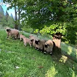 Hochkoenig