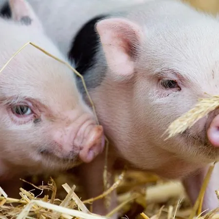 Hochkoenig Apartmán