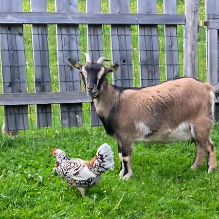 Apartamento Hochkoenig *