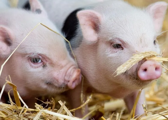 Hochkoenig Appartement